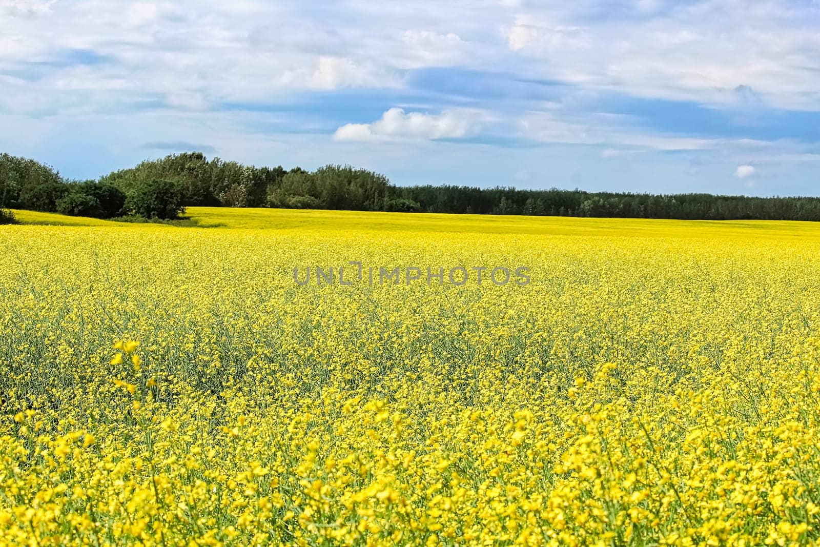View of a canola field in full bloom with a cloudy sky.