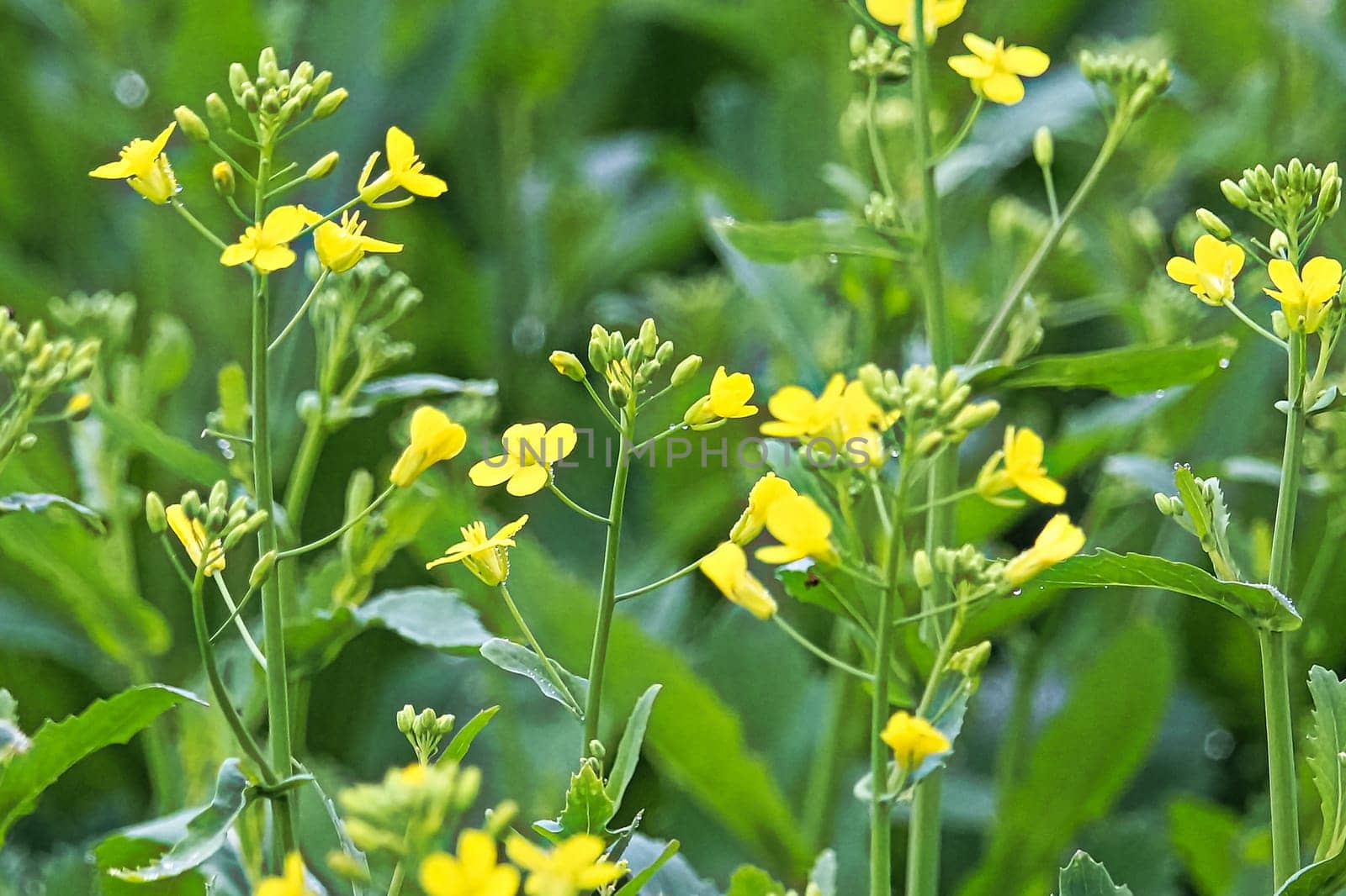 Closeup of canola plants blooming yellow flowers.