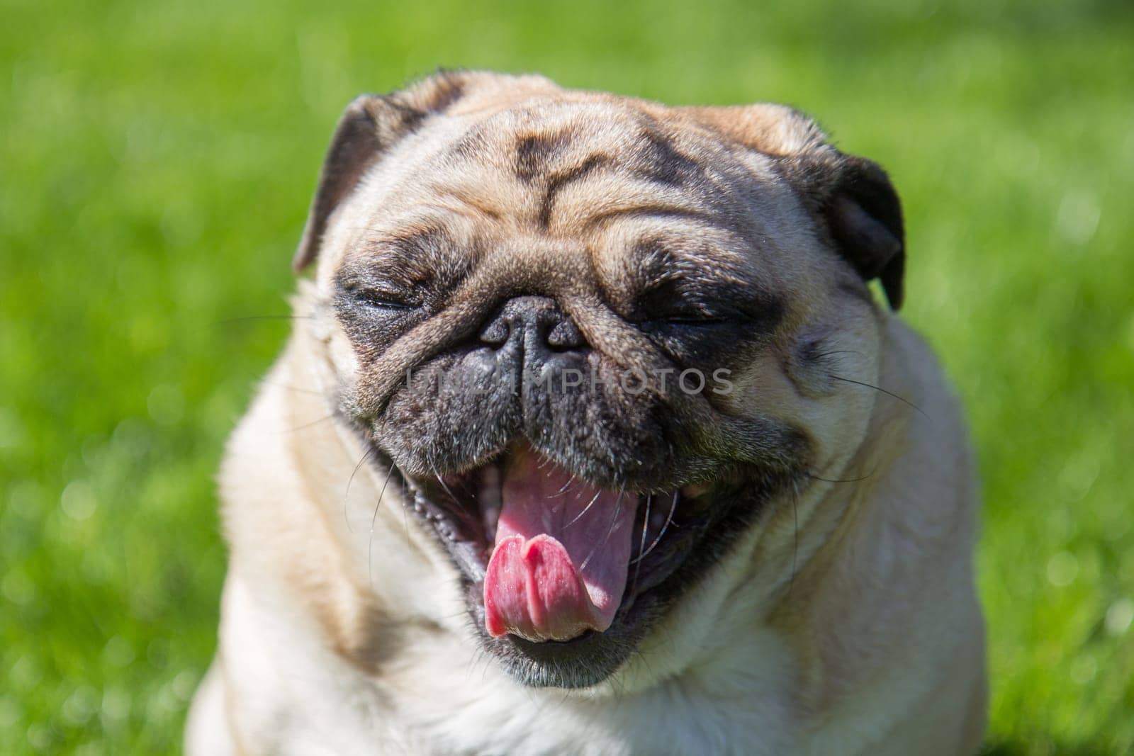 in hot summer day young pug dog yawning