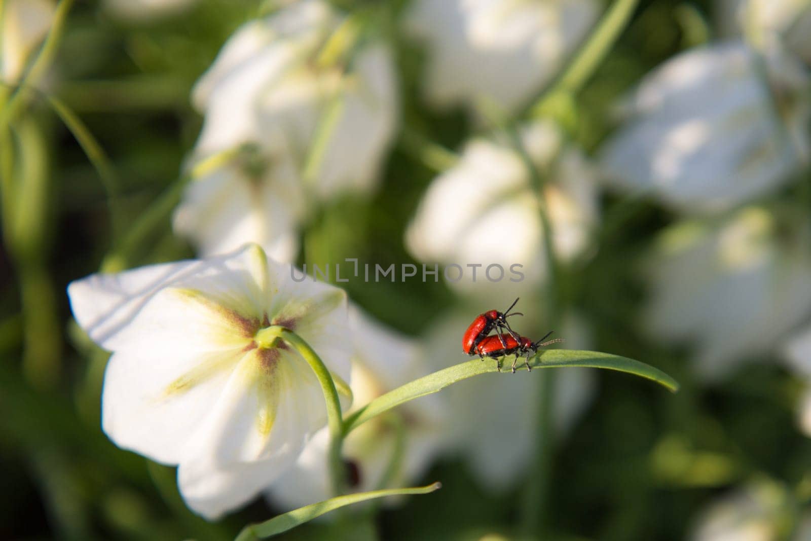 Funny picture of a love making bugs on spring flower leaf