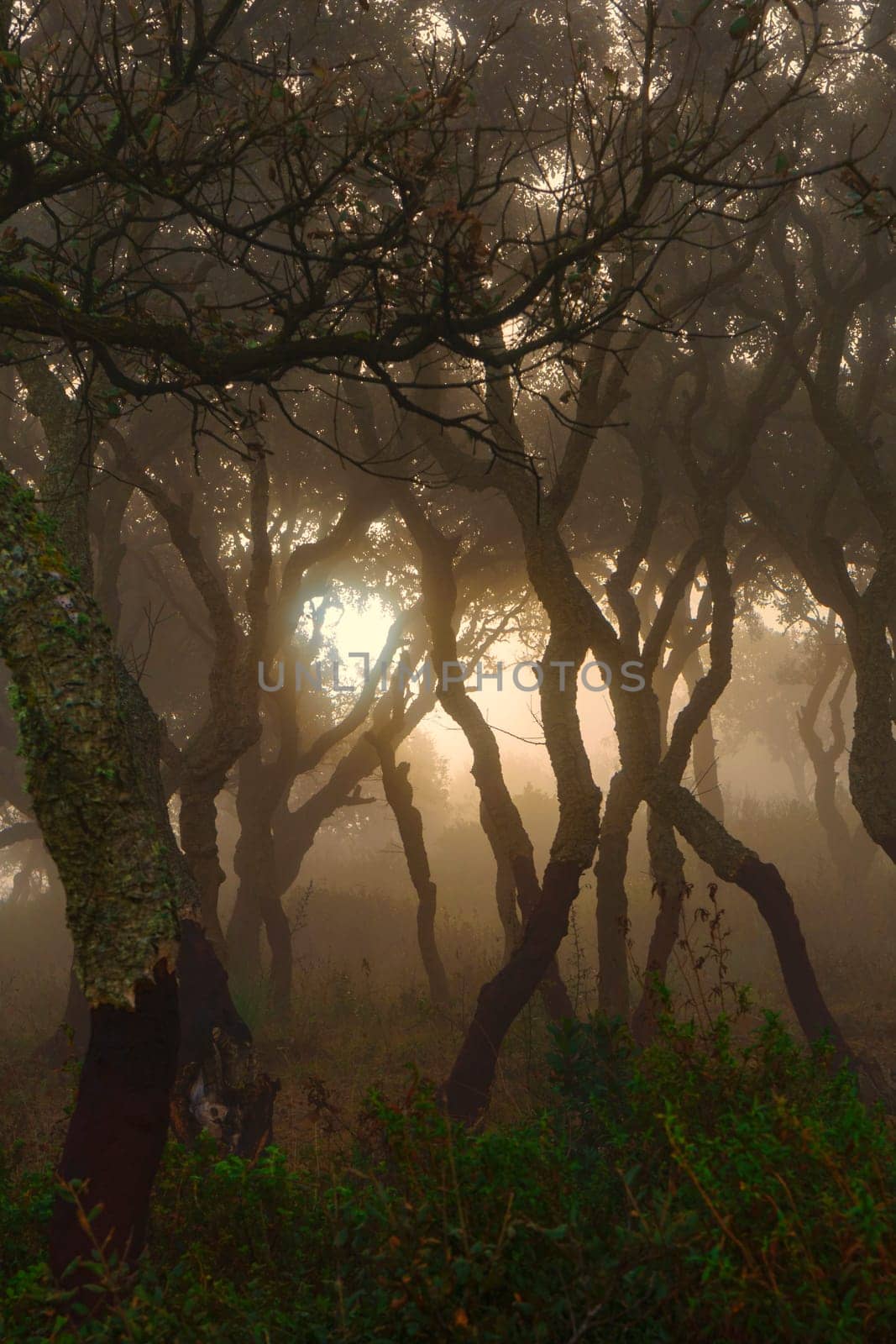 Glimmer of light in the wood immersed in the fog.