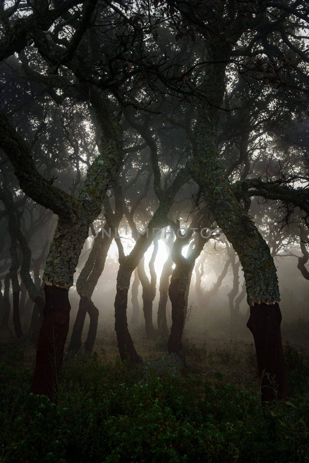 Glimmer of light in the wood immersed in the fog.