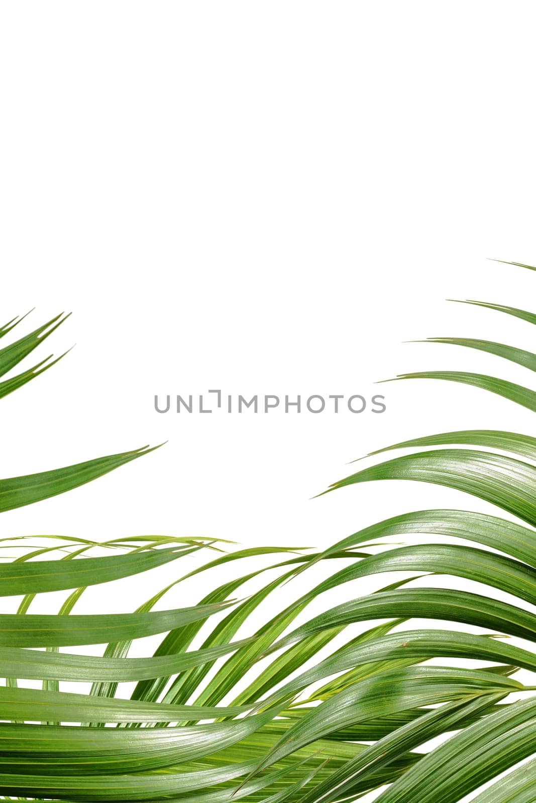 Palm branches with green leaves and space for text over white background. Palm Sunday concept