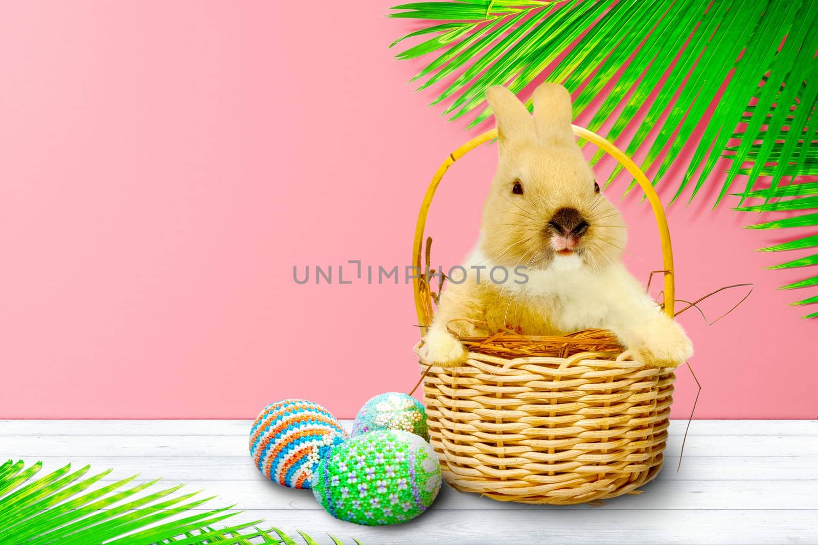 Little bunny on the nest in wooden basket and colorful easter eggs on wooden table and palm branches with pink wall background. Happy Easter