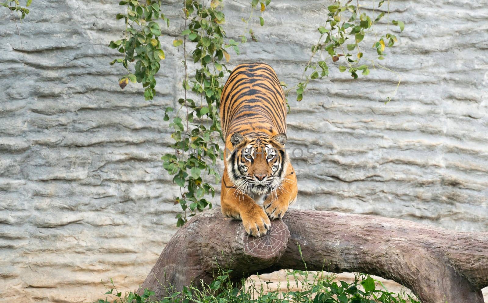 bengal tiger in zoo (Panthera tigris)