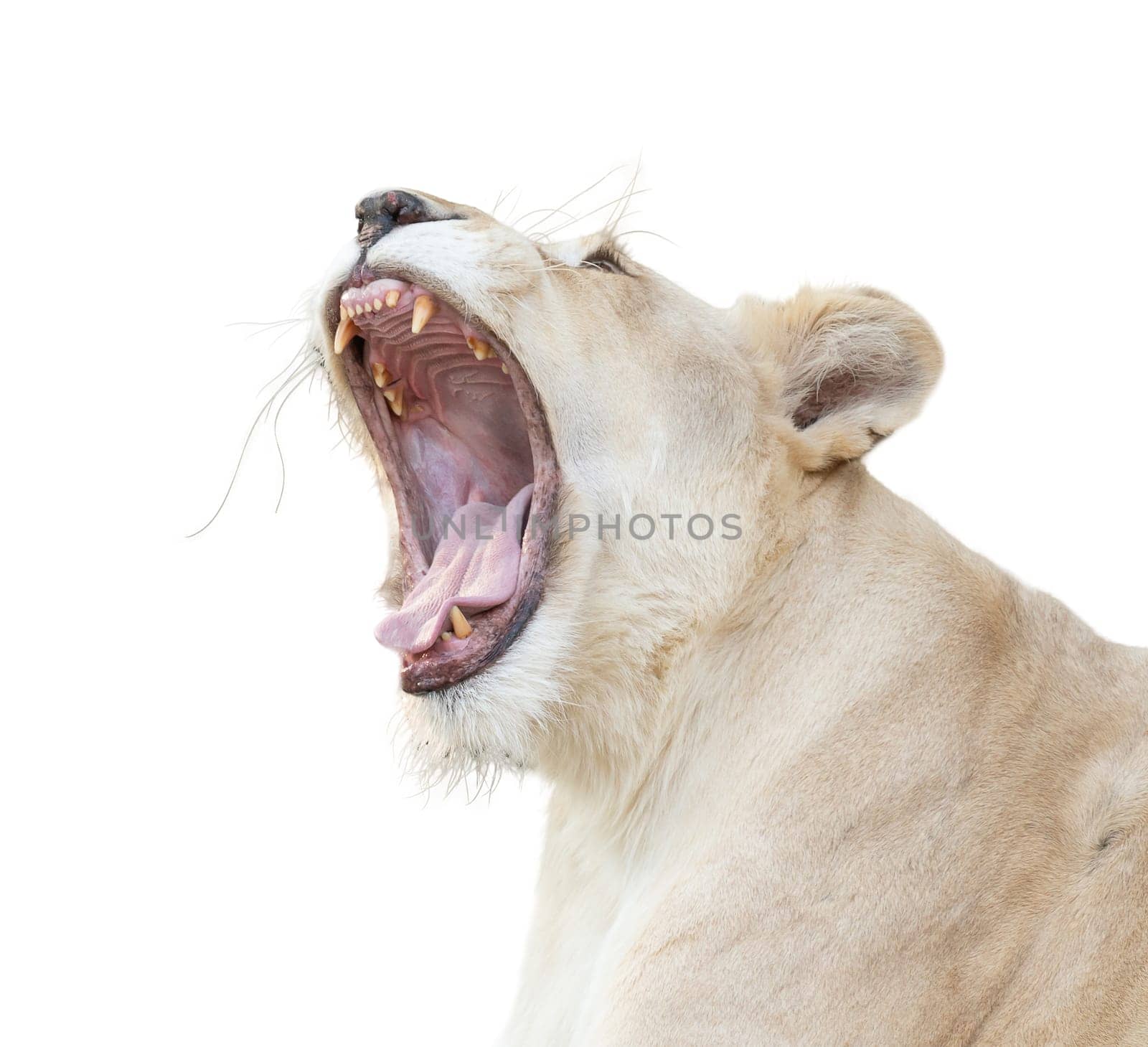 female white lion yawn isolated on white background