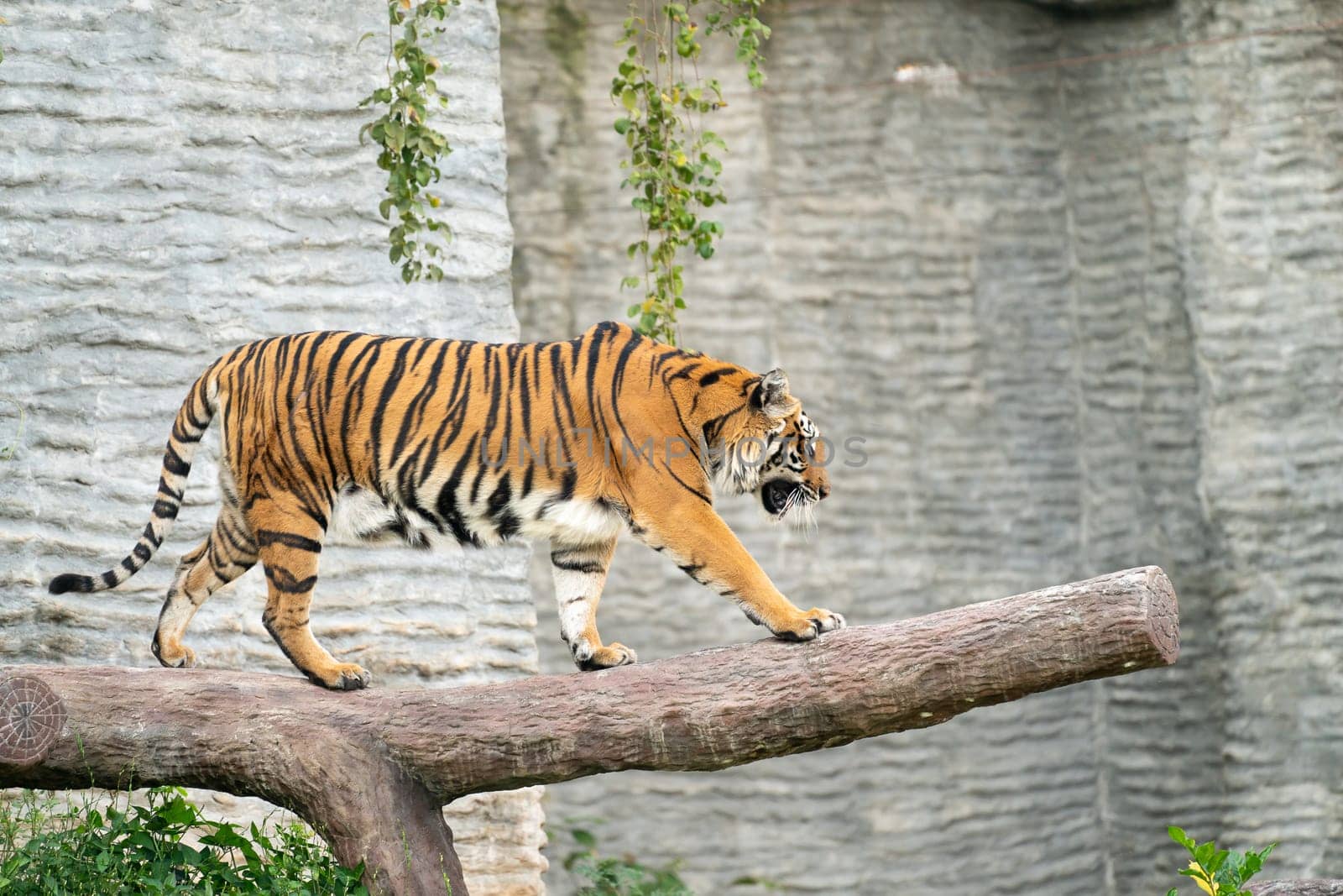bengal tiger in zoo (Panthera tigris)