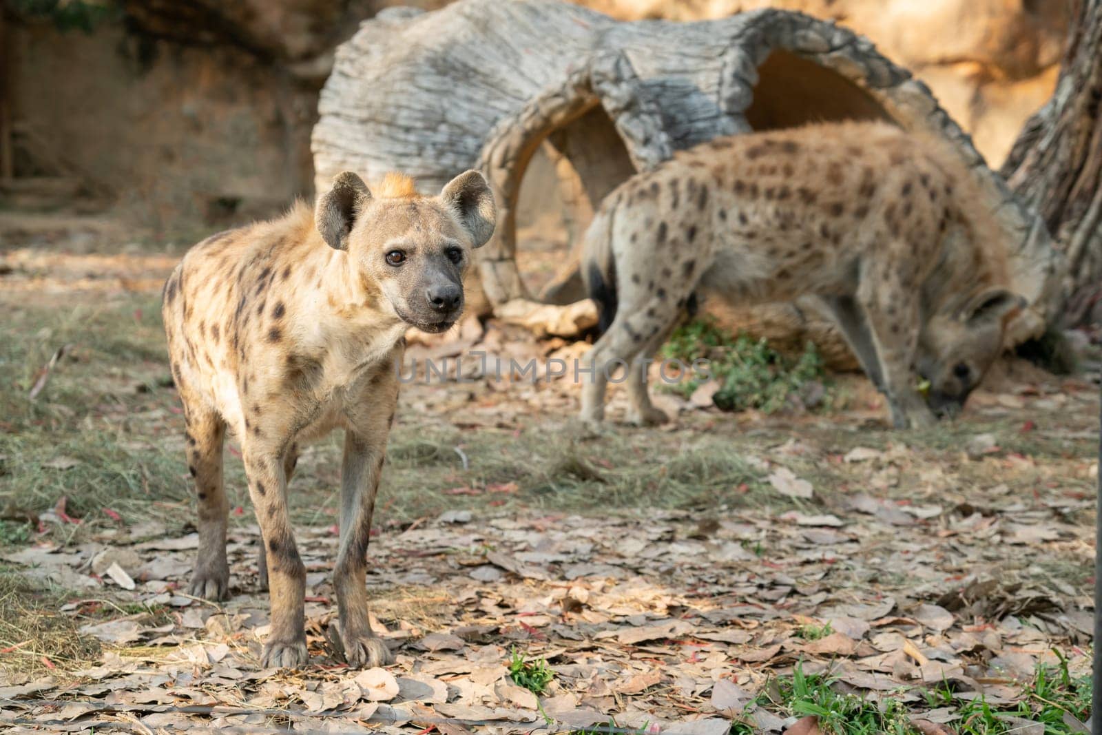 spotted hyena (Crocuta crocuta) in captive environment