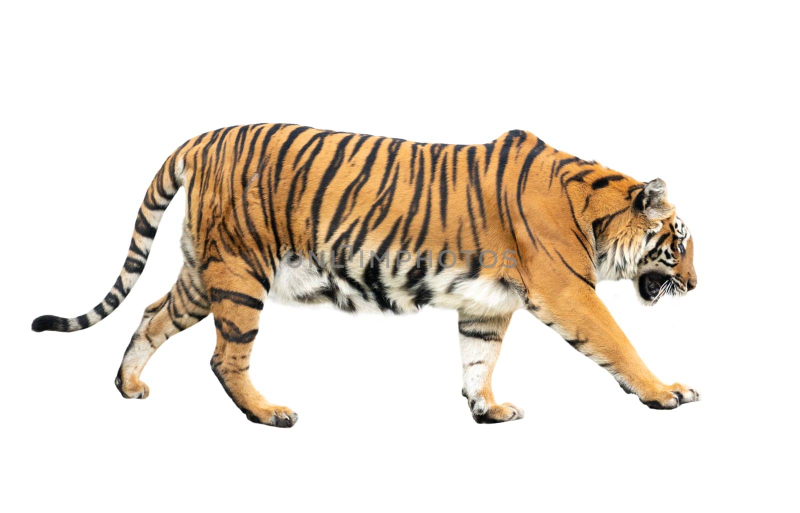 bengal tiger isolated on white background