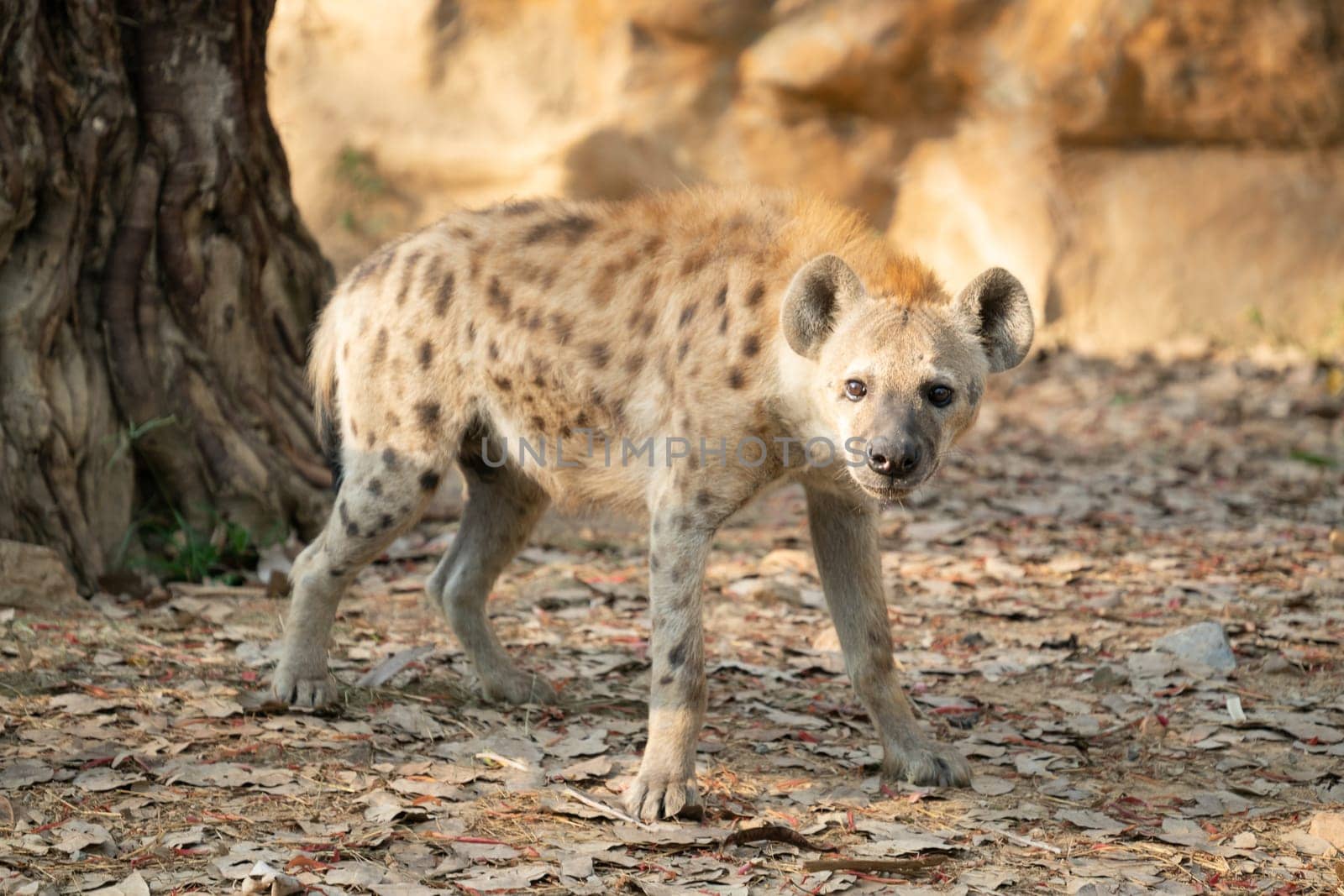 spotted hyena (Crocuta crocuta) in captive environment