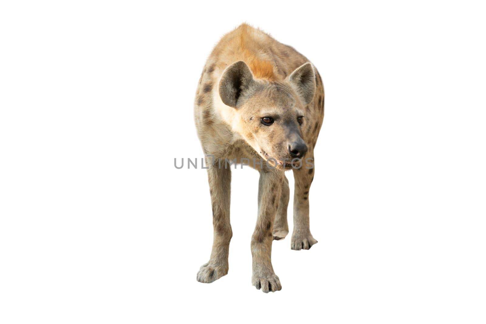 spotted hyena isolated on white background