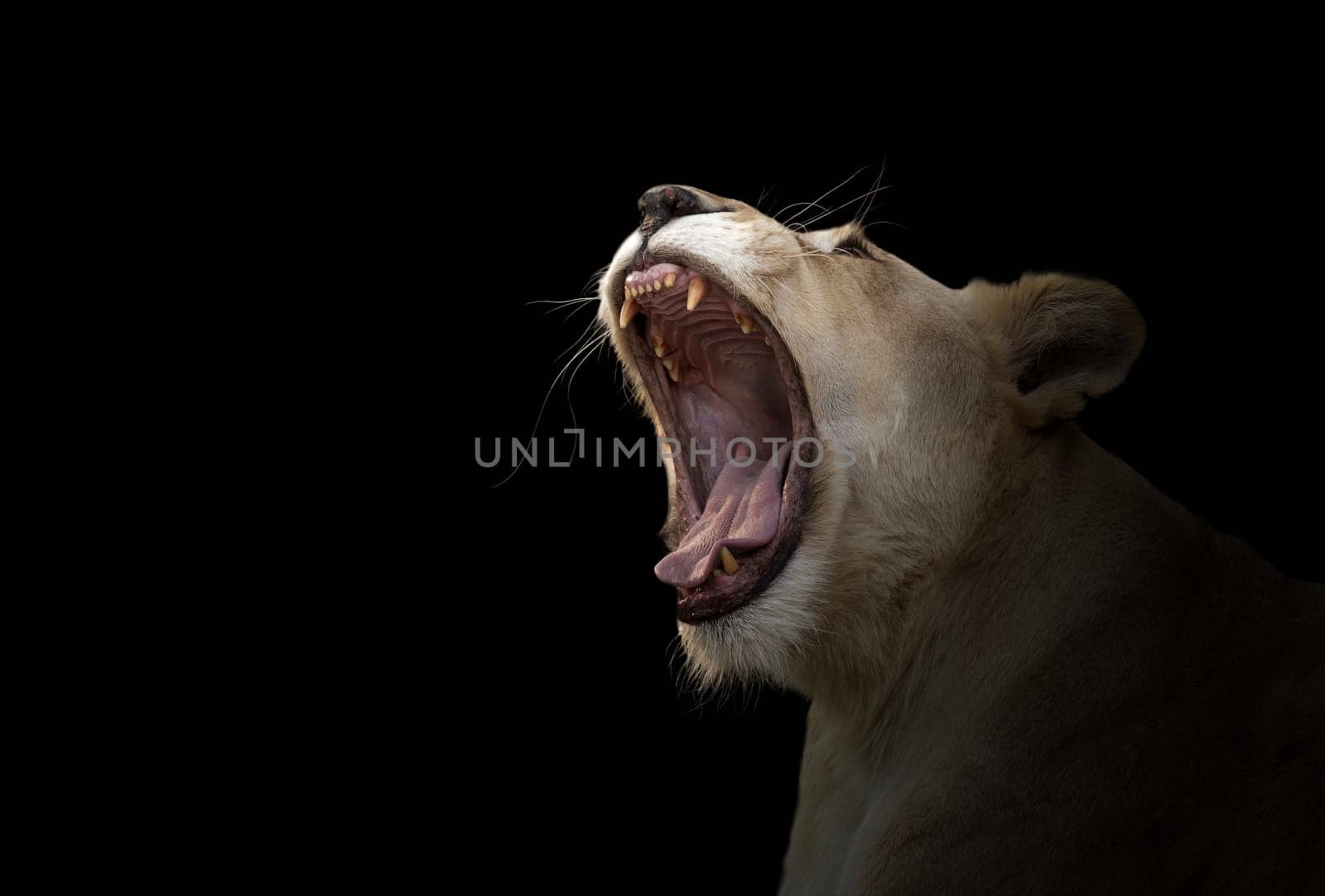 female white lion yawn in dark background