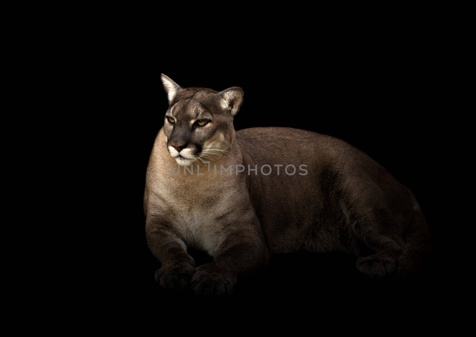 puma concolor or cougar in dark background
