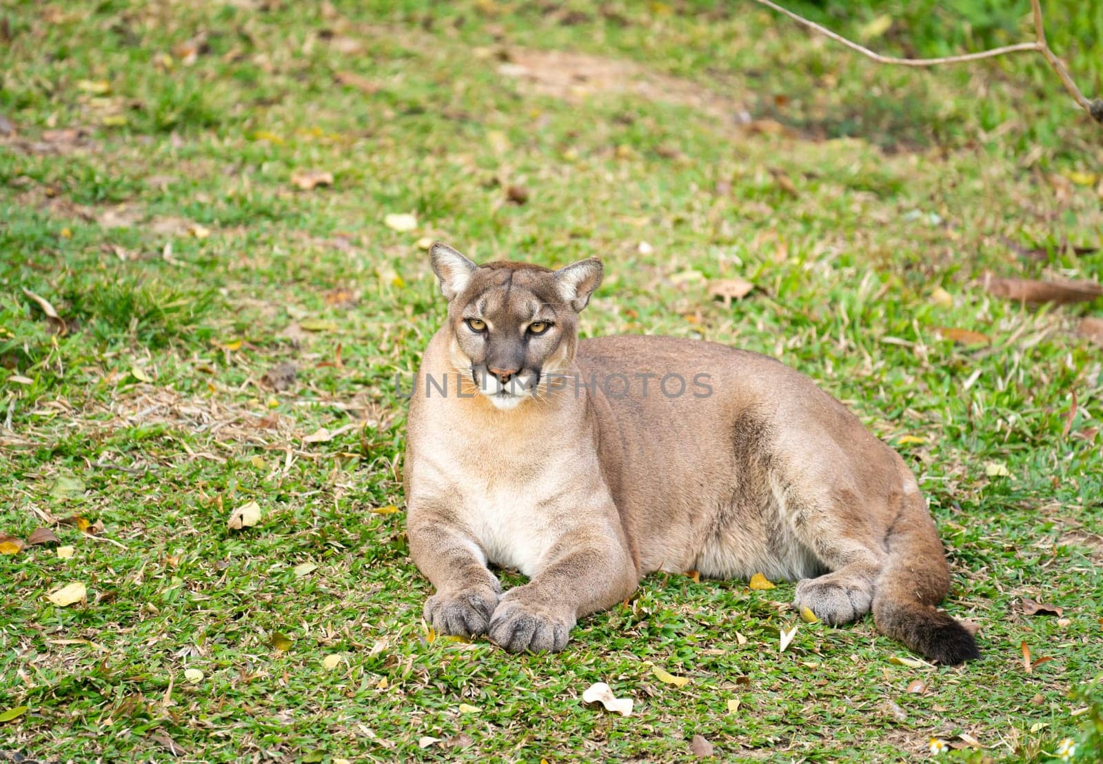 puma or cougar resting on green grass