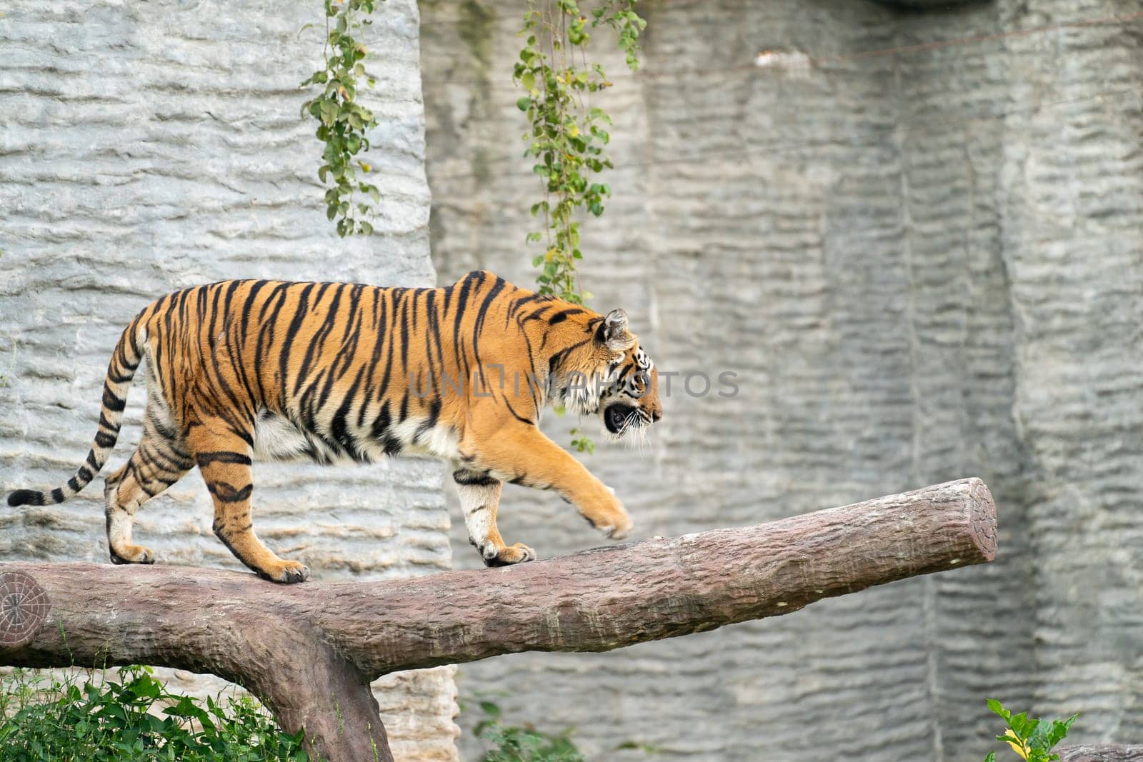 bengal tiger in zoo (Panthera tigris)
