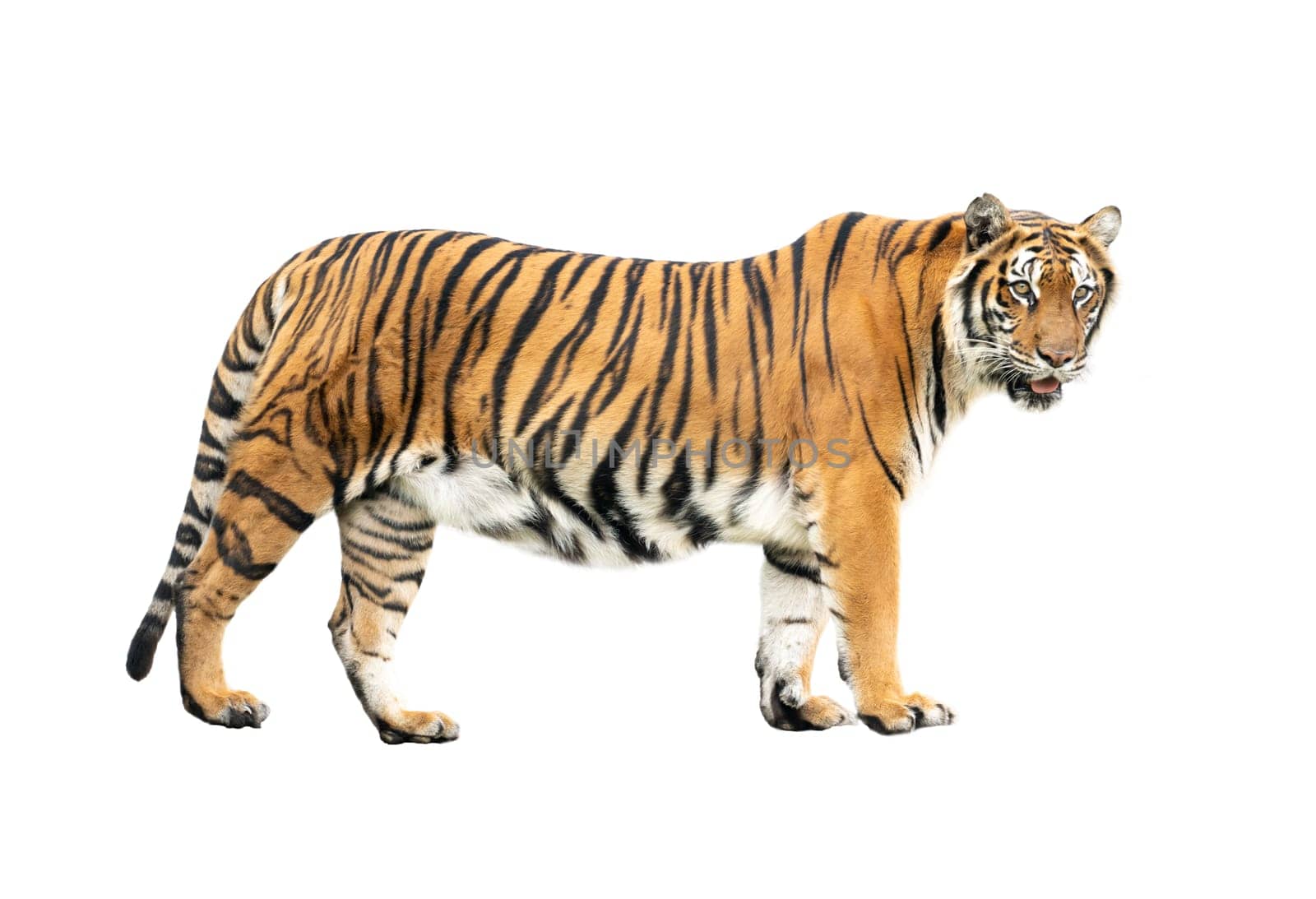 bengal tiger isolated on white background