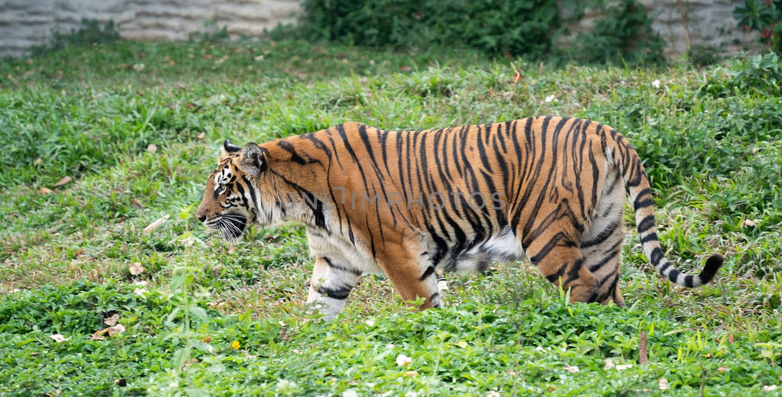 bengal tiger in zoo (Panthera tigris)