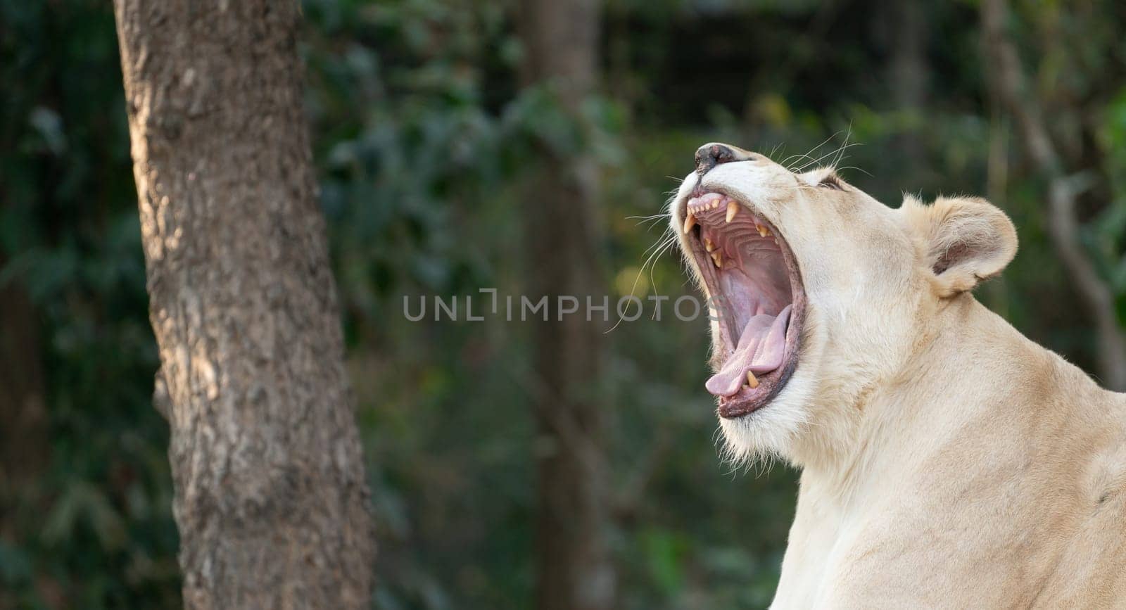 female white lion yawn in the zoo