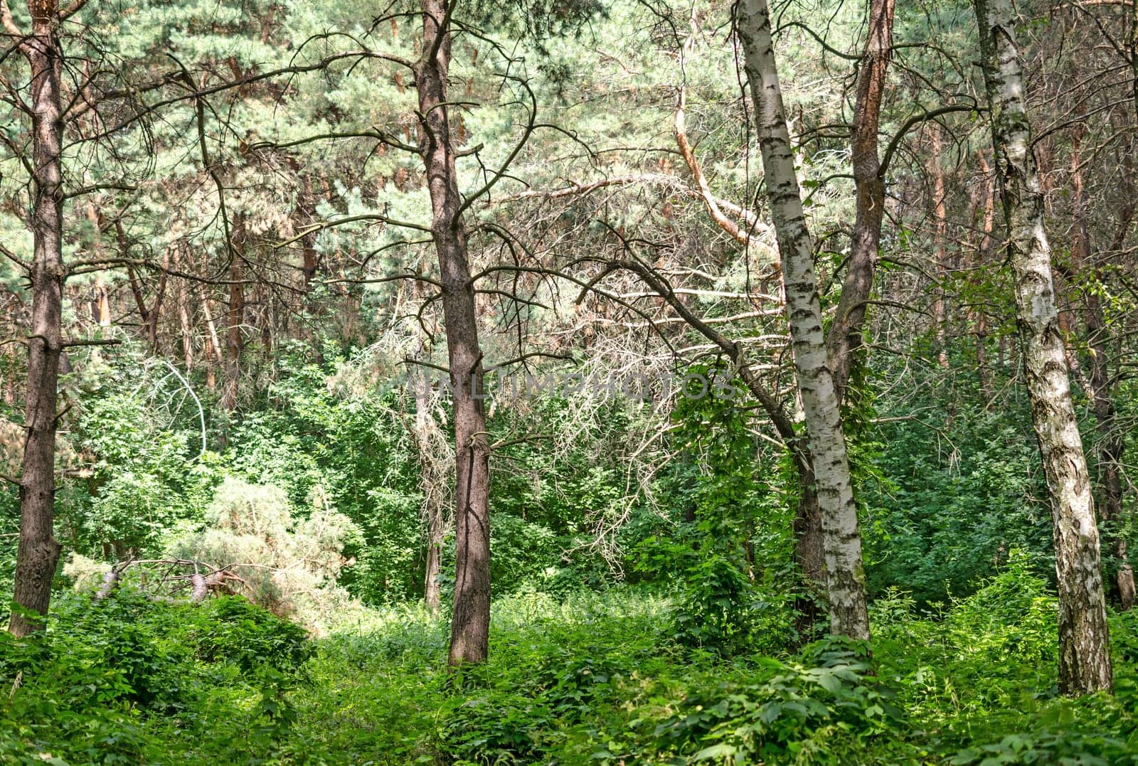 Summer forest