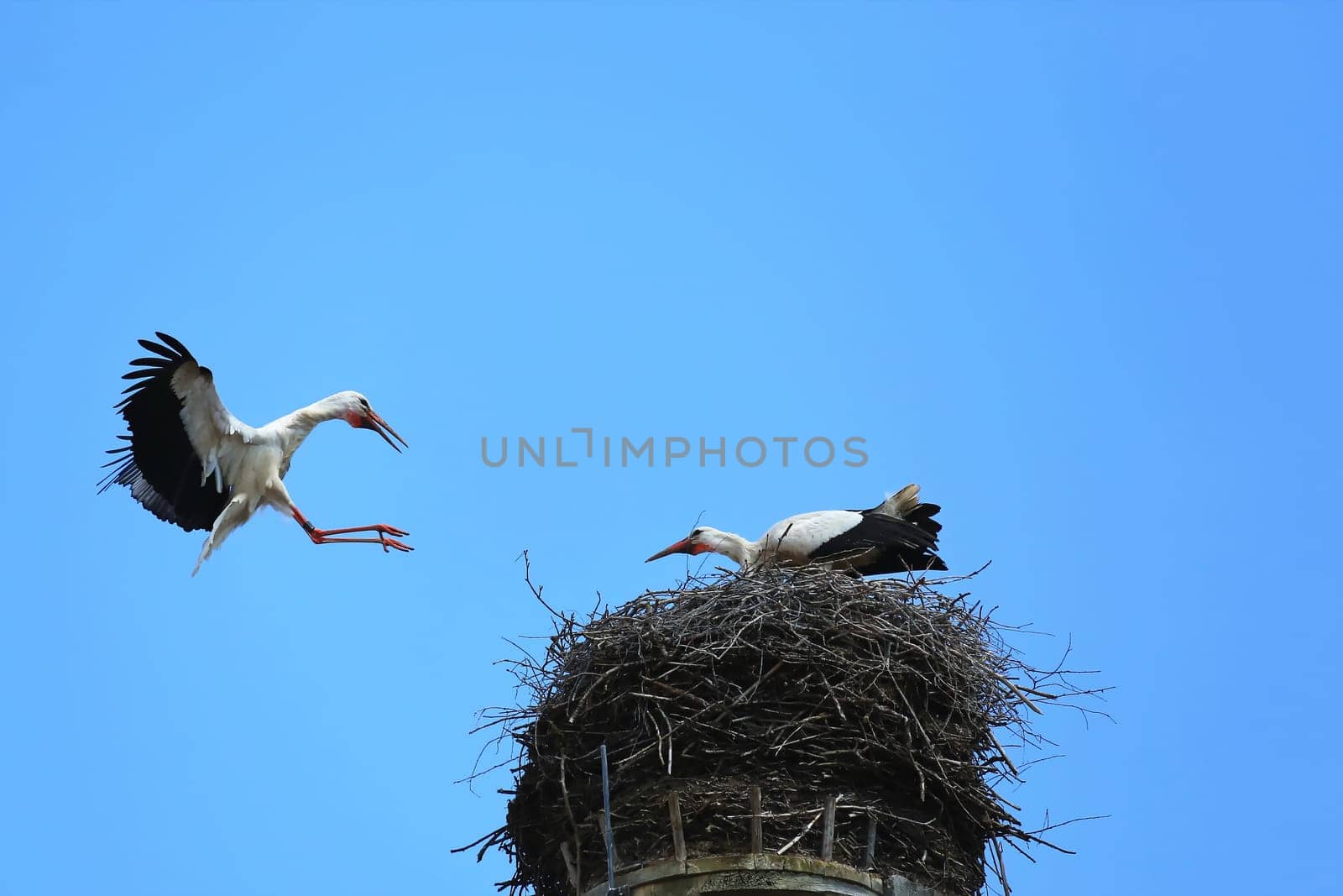 Stork's Nest in Riedlingen, Riedlingen is a city in Germany with many historical attractions