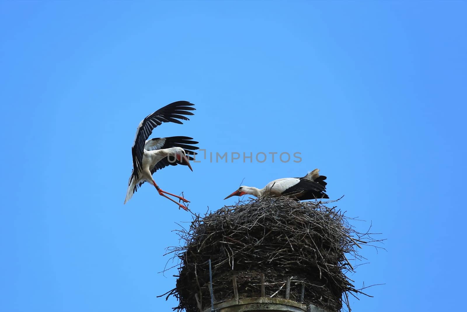 Stork's Nest in Riedlingen, Riedlingen is a city in Germany with many historical attractions