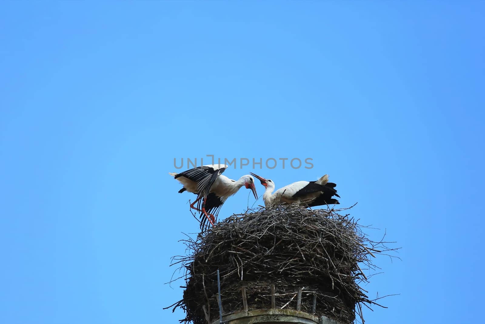 Stork's Nest in Riedlingen, Riedlingen is a city in Germany with many historical attractions