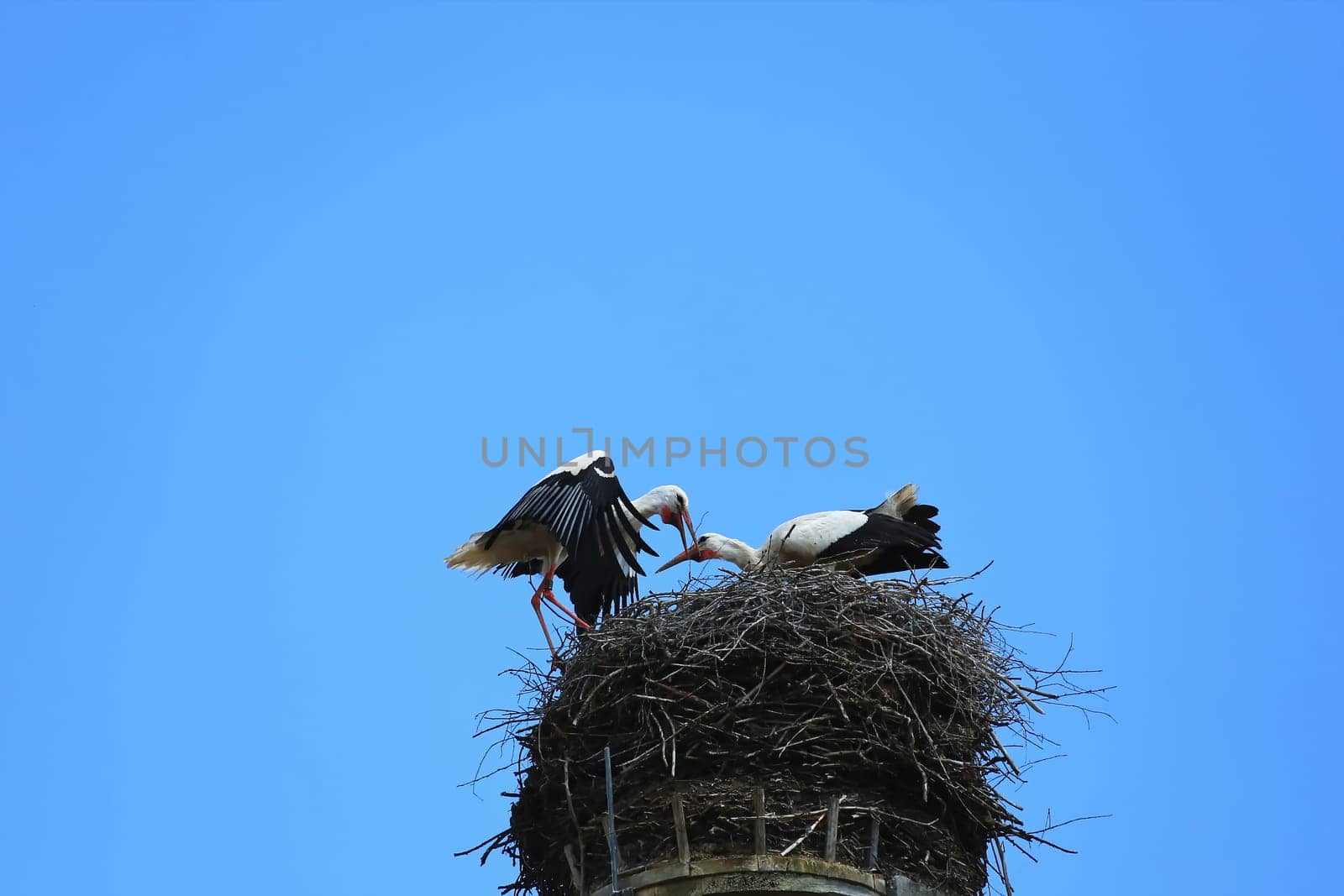 Stork's Nest in Riedlingen, Riedlingen is a city in Germany with many historical attractions