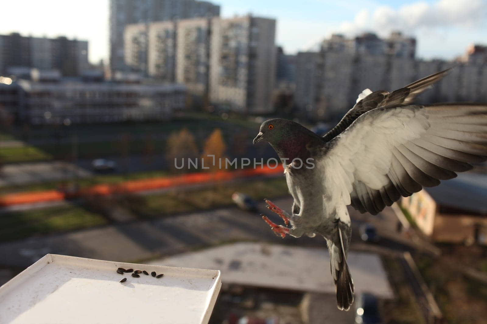 city pigeon with outspread wings in fligh