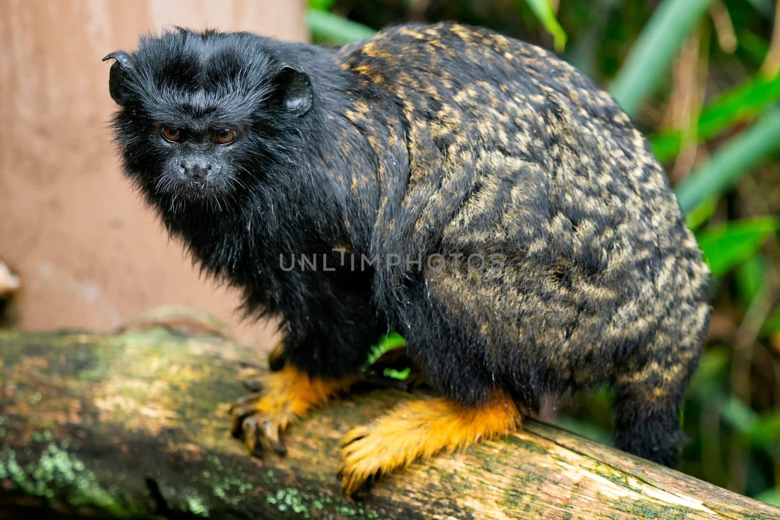 Golden handed Tamarin. Tamarin Saguinus midas sitting on branch. Wild life animal.