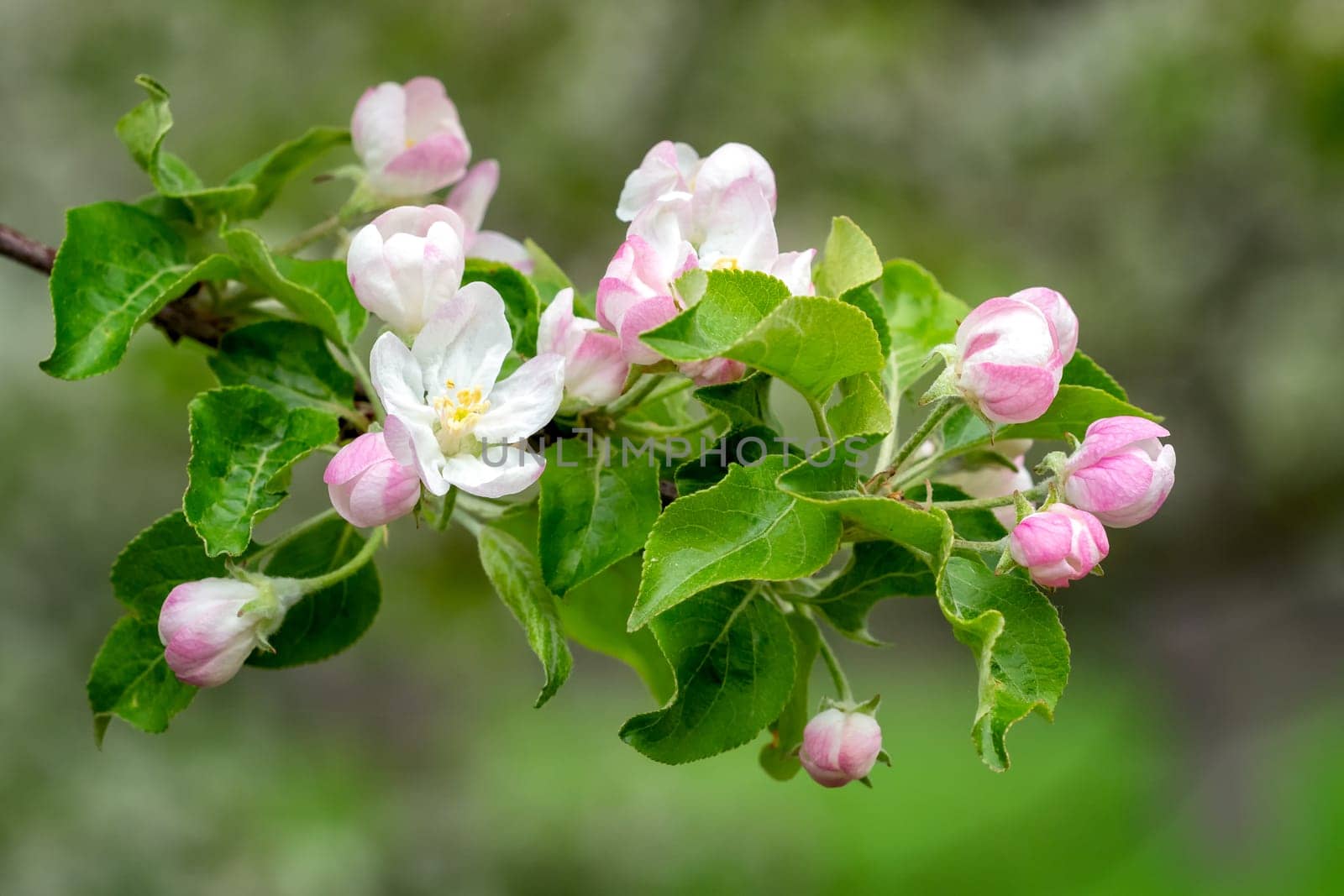 Blooming apple tree in spring time. Spring nature.