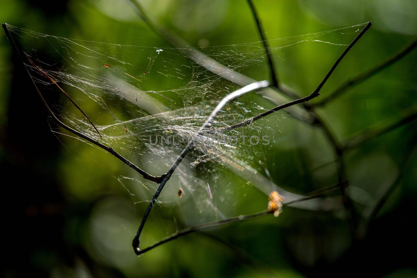 Shining water drops on spider web on green forest background in Latvia. Spider web is web made by spider. Spider net in nature.