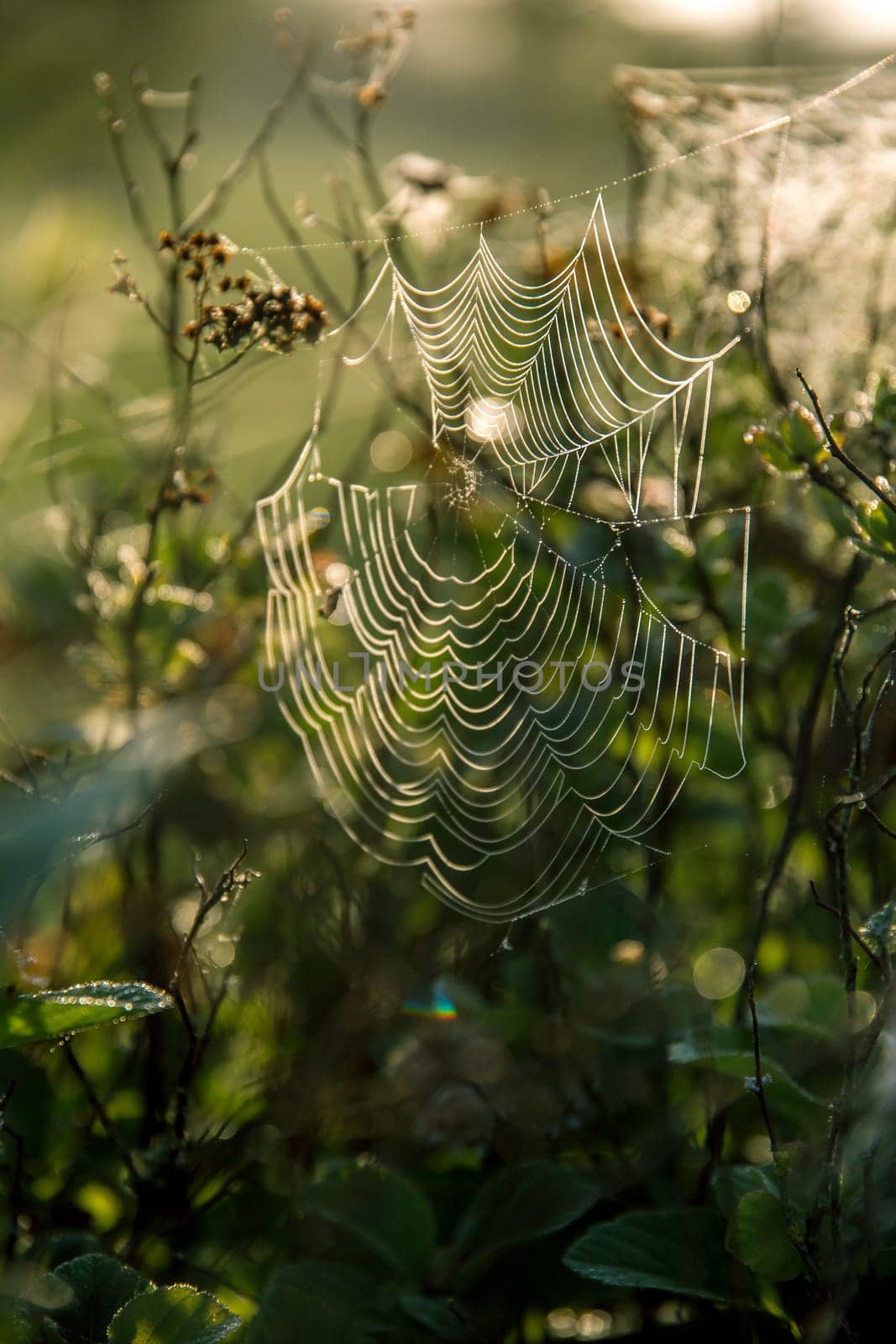 Shining water drops on spider web on green forest background in Latvia. Spider web is web made by spider. Spider net in nature.