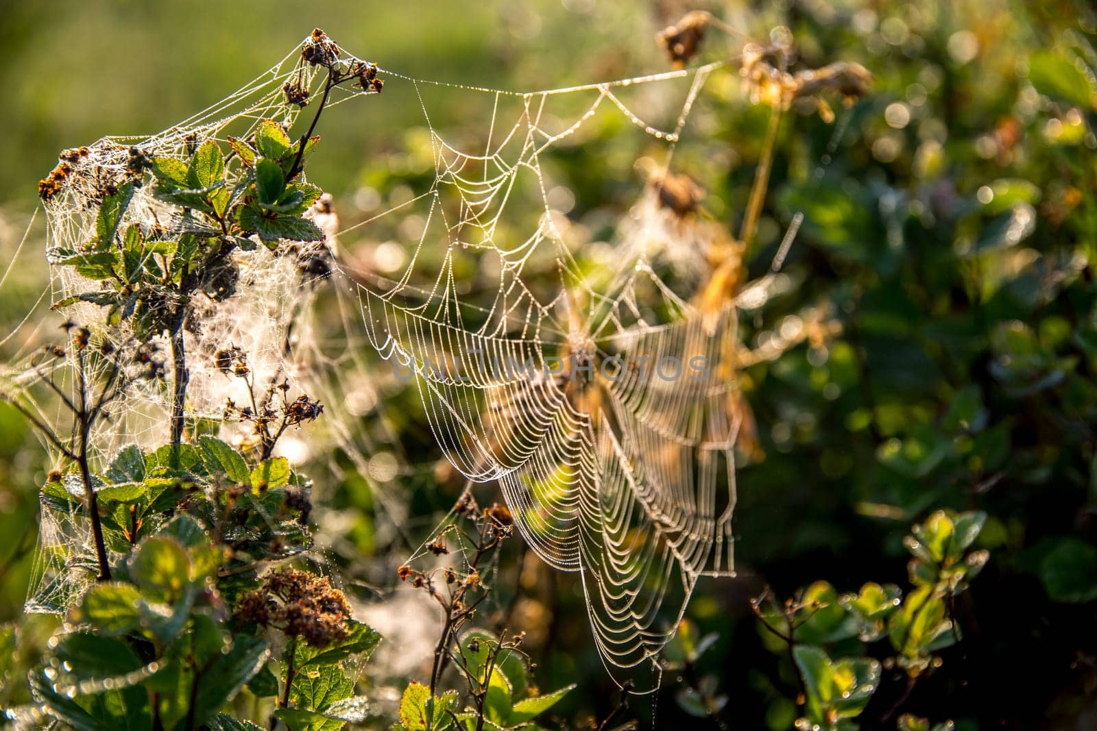 Shining water drops on spider web on green forest background in Latvia. Spider web is web made by spider. Spider net in nature.