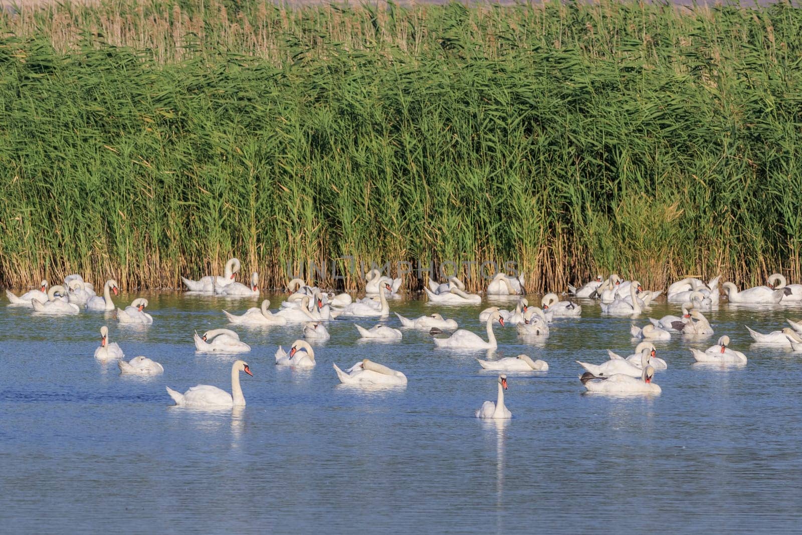 white swans on lake. Danube Delta, Romania