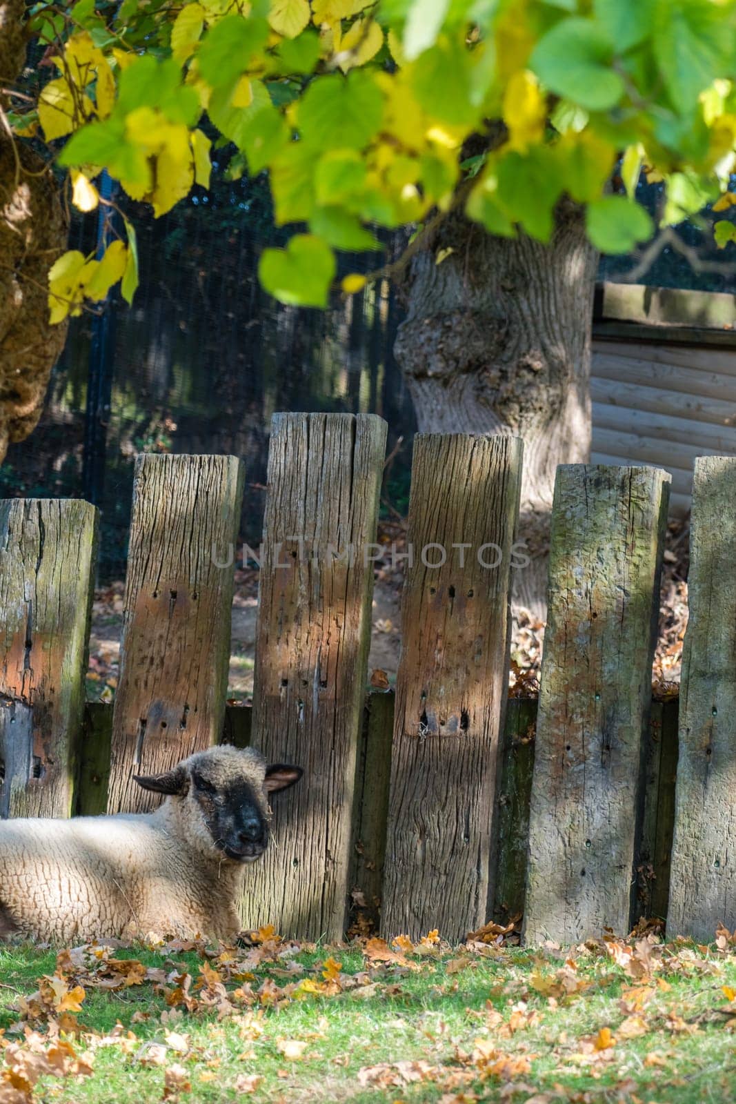 Sheep resting in a shadow under a tree on a farm