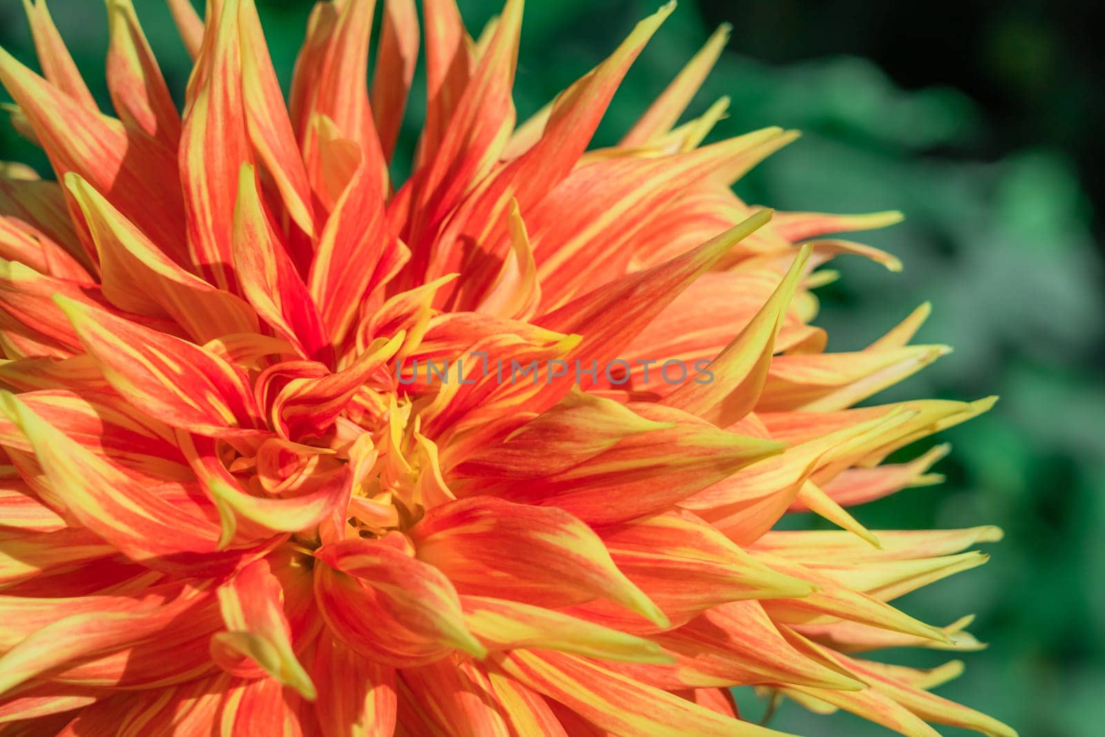 Picture of a bud of a red, orange and yellow Cactus Dahlia flower close up
