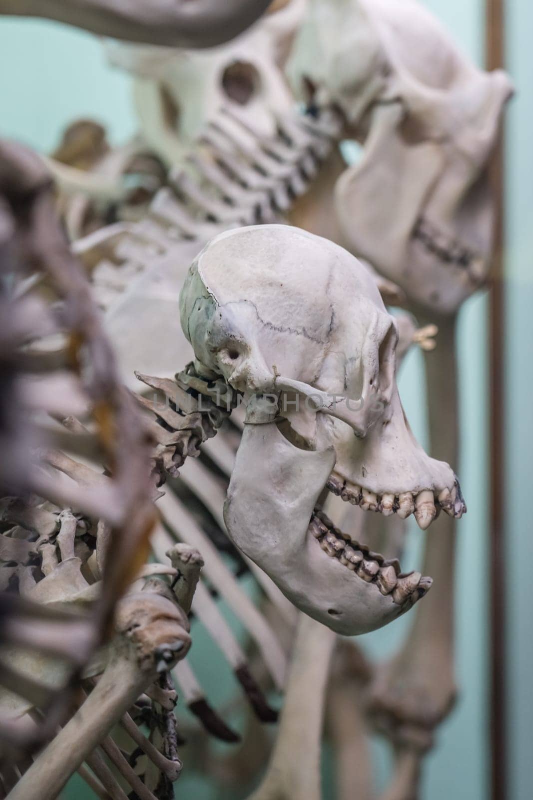 Human skull on a skeleton on display in a natural history museum