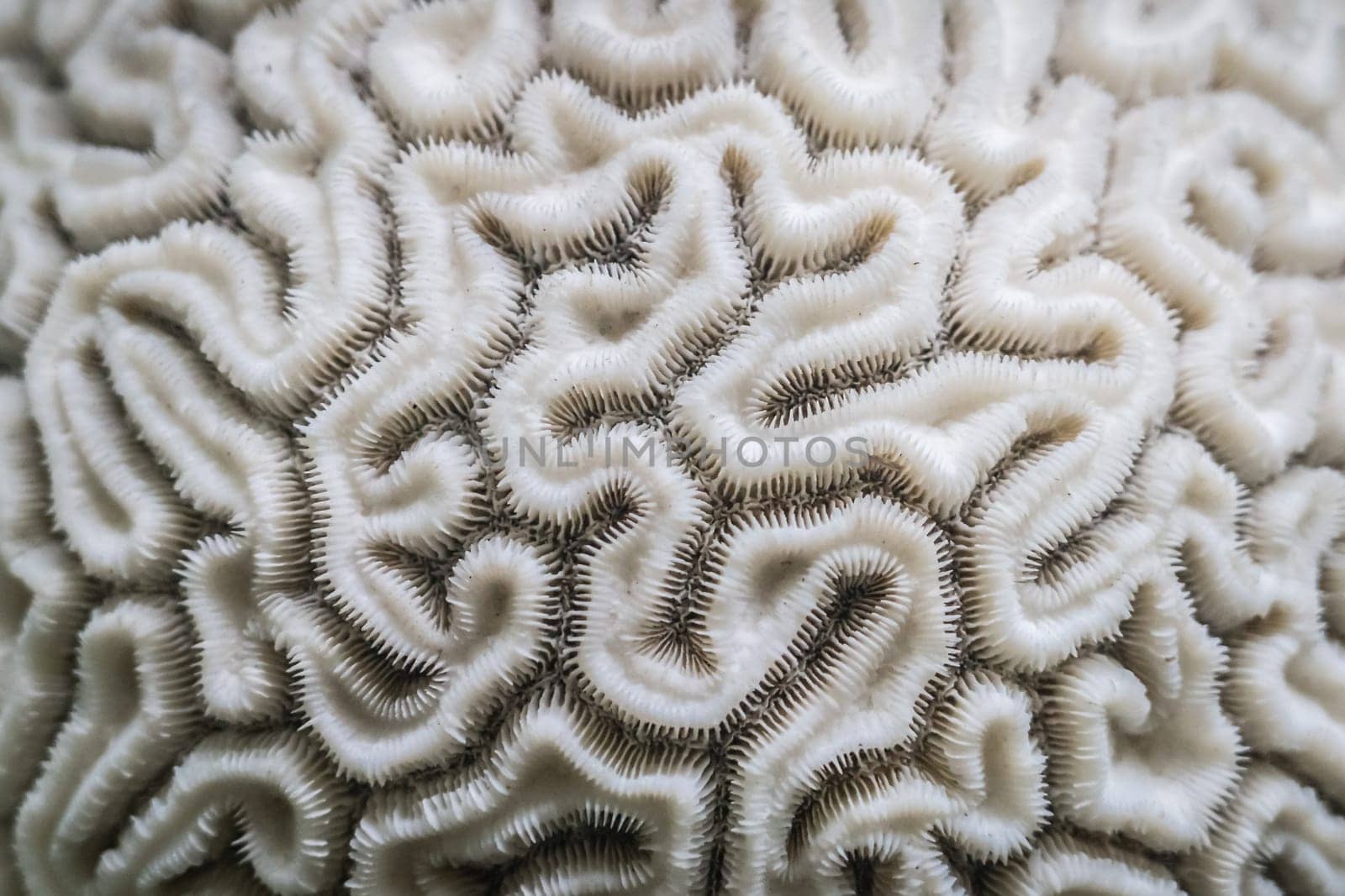 Abstract background - the brain coral close-up that looks like the inside of human brain