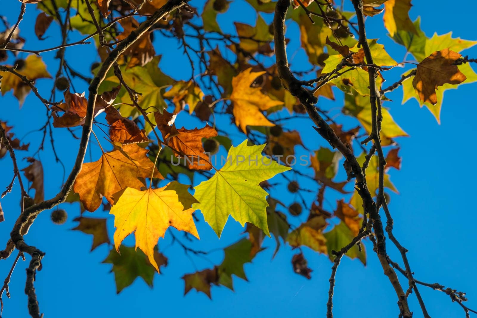 Backlit green, yellow and orange leaves on trees on an autumn day in a park with a blue sky background