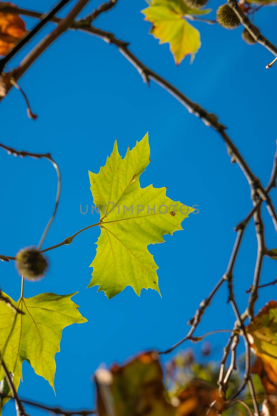 Backlit green maple leaf on a tree on an autumn day in a park with a blue sky background