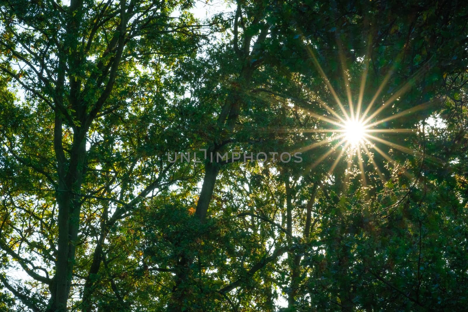 Sunrays in the forest woods in summer in England