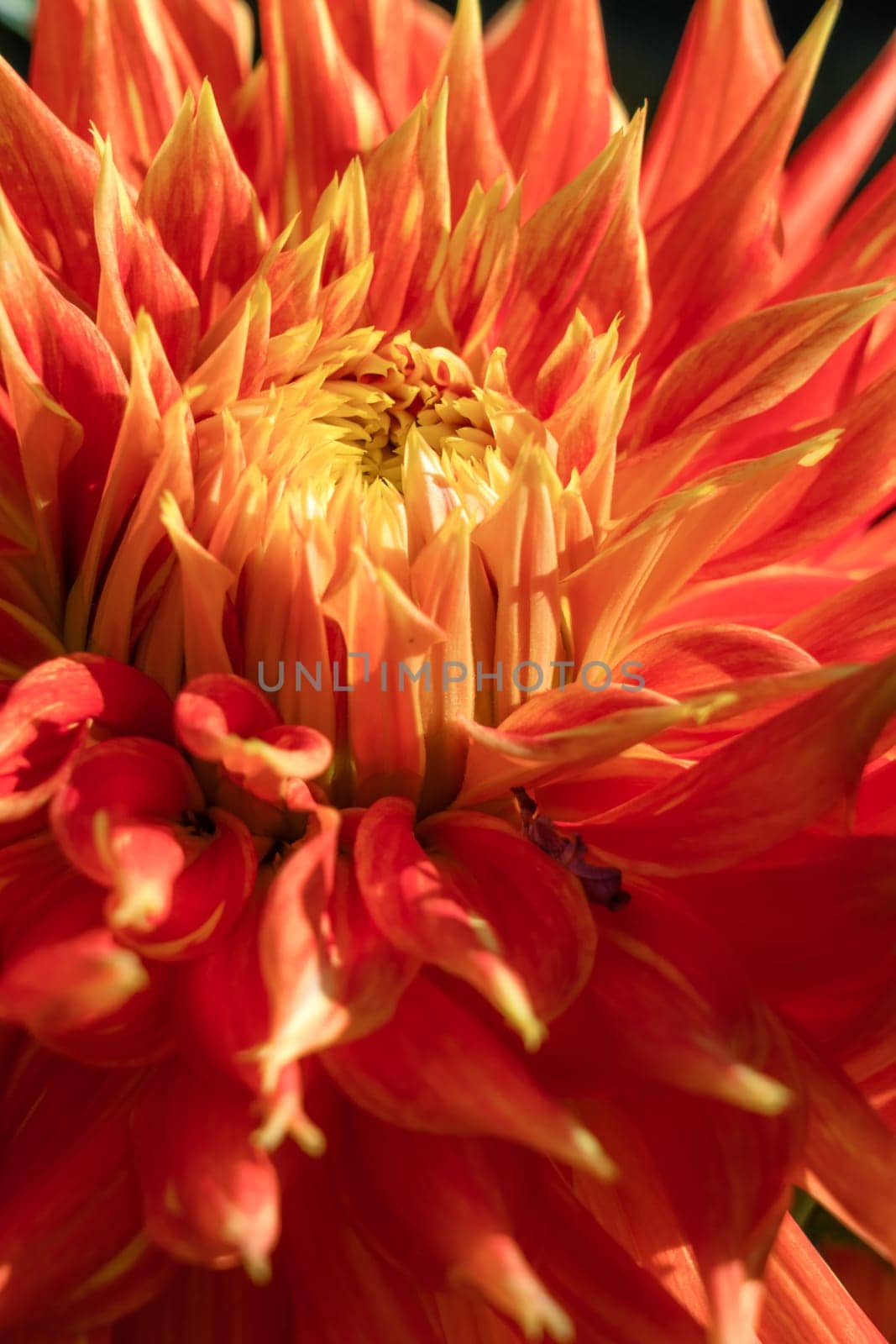 Picture of a bud of a red, orange and yellow Cactus Dahlia flower close up