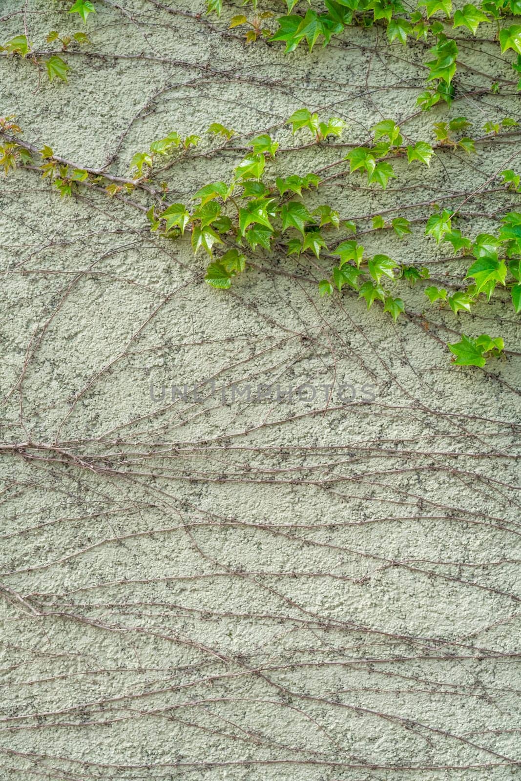 Green ivy climbing on the white house wall
