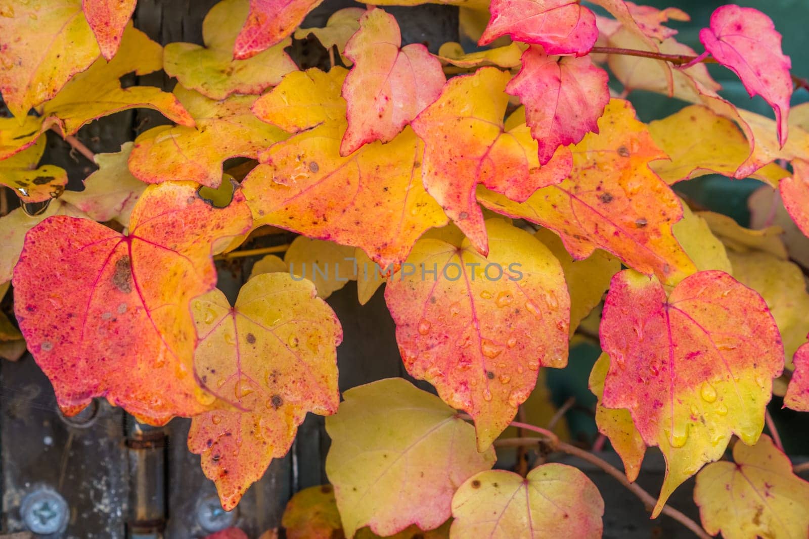 Colorful autumn leaves climbing on the wooden wall