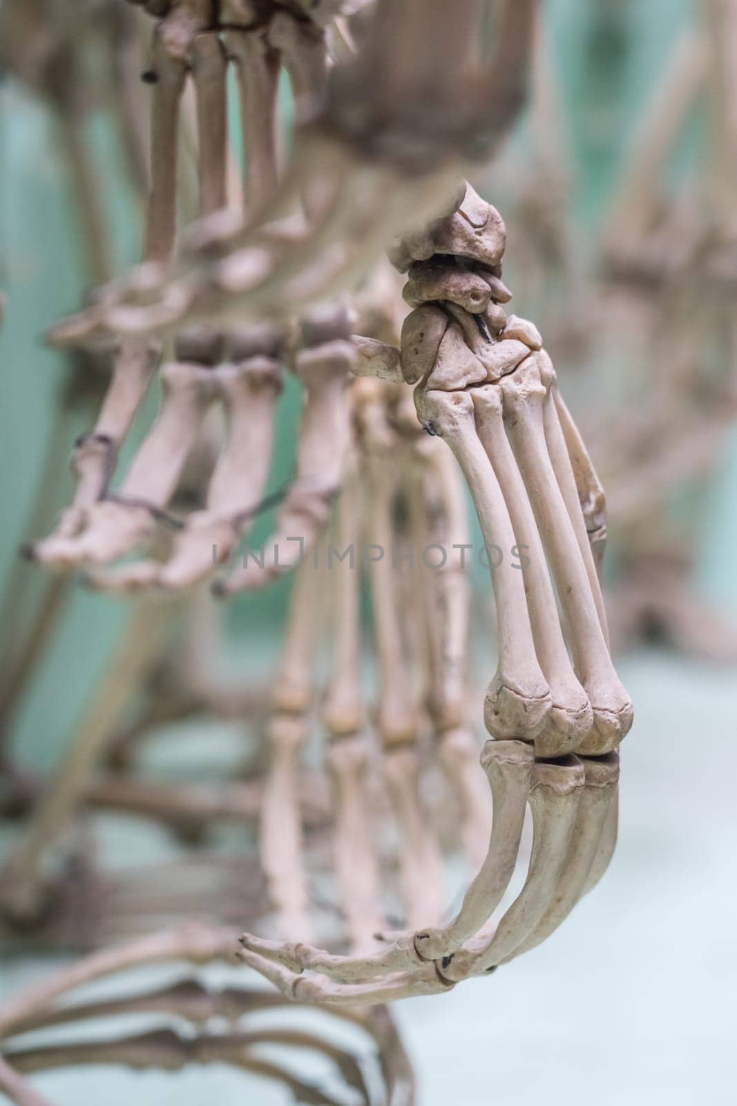 Human skeleton hand on display in a natural history museum