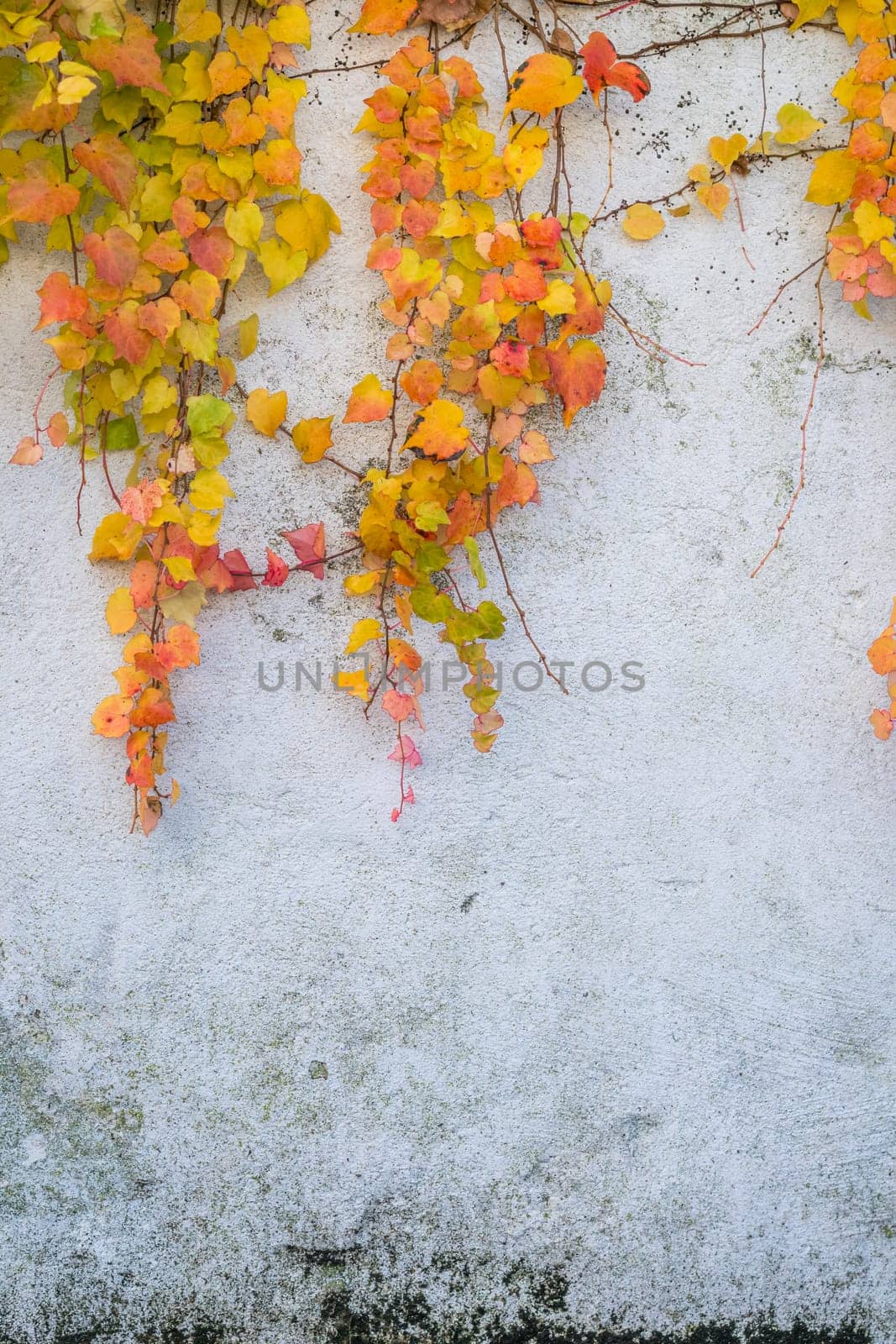 Colorful autumn leaves climbing on the white house wall