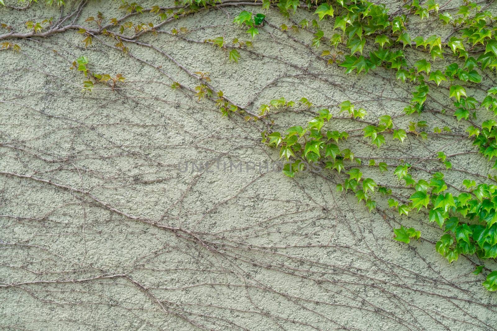 Green ivy climbing on the white house wall