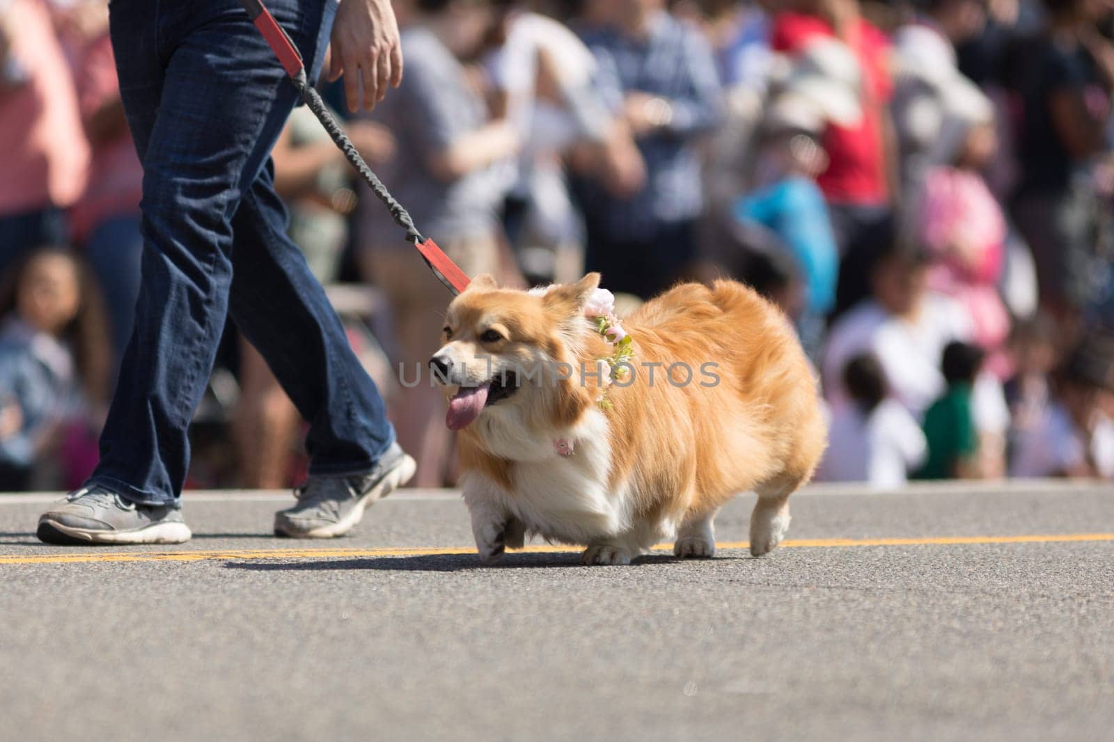 Washington, D.C., USA - April 14, 2018 A dog wearing cherry flowers around his neck in the 2018 National Cherry Blossom Parade