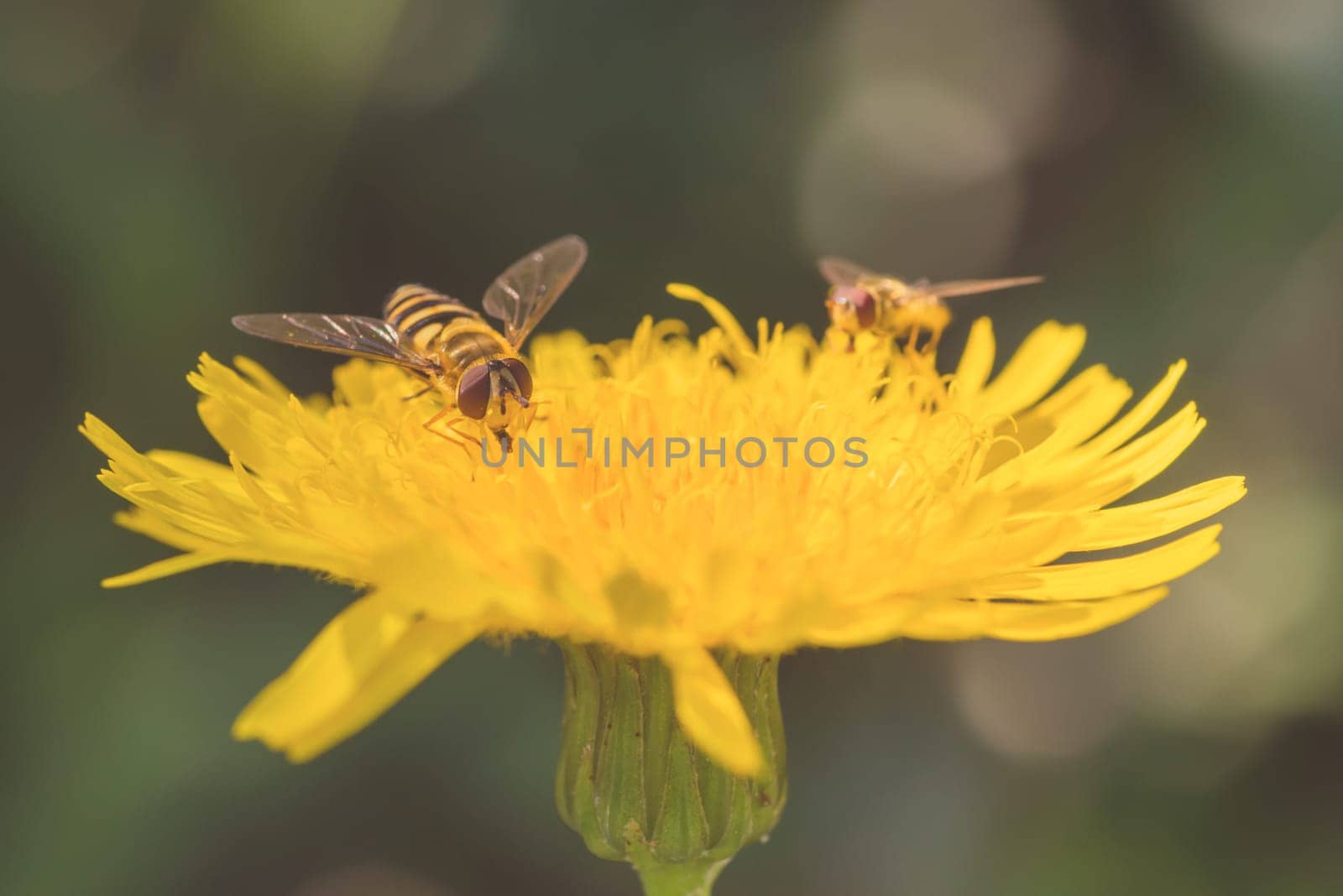 Macro of a dandelion with two hoverflies, one sharp and one in bokeh.
