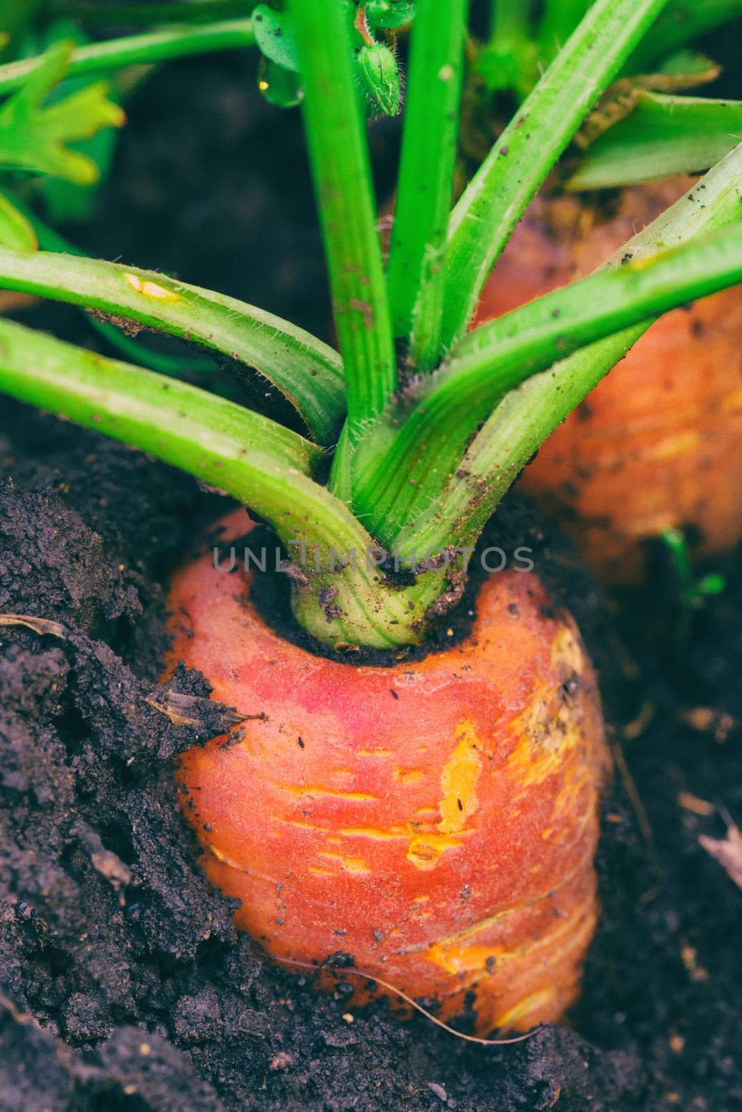 Macro of an orange carrot in the dirt.